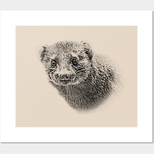 Dwarf mongoose Posters and Art